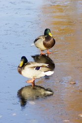 Similar image 10896568