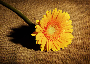 Similar image 10908075