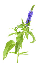 Similar image 10908096