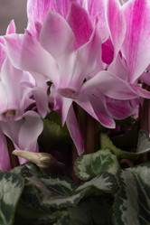 Similar image 10906865