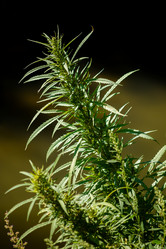 Similar image 10906576