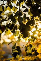 Similar image 10906580