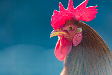 Similar image 10908419