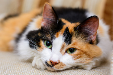 Similar image 10917559