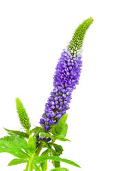 Similar image 10920433