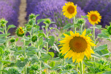 Similar image 10931107