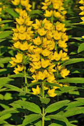 Similar image 10928473