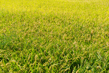 Similar image 10946380