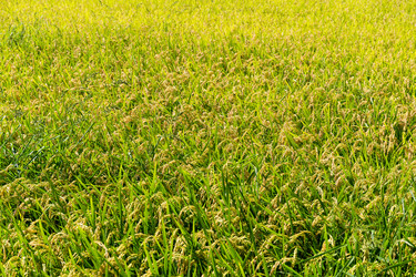 Similar image 10946381