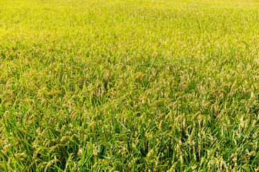 Similar image 10946383