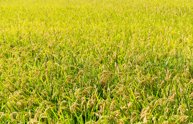 Similar image 10946384