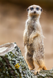 Similar image 10934544