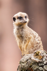 Similar image 10934546