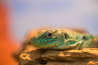 Similar image 10954196