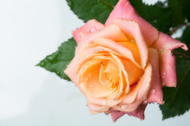 Similar image 10948230