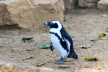 Similar image 10949197