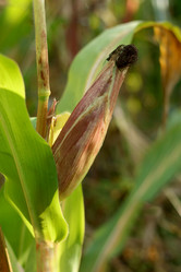 Similar image 10955180