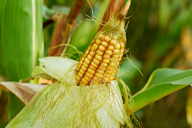 Similar image 10955181