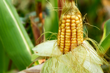 Similar image 10955184