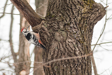 Similar image 10955301