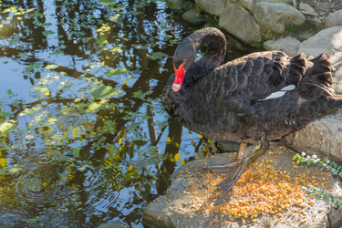 Similar image 10957223