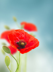 Similar image 11144362