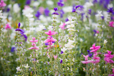 Similar image 11174297