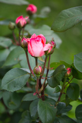 Similar image 11172741