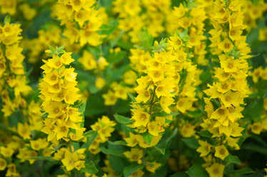 Similar image 11172747