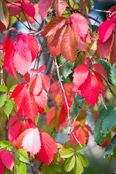 Similar image 11174539