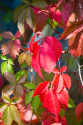 Similar image 11172688