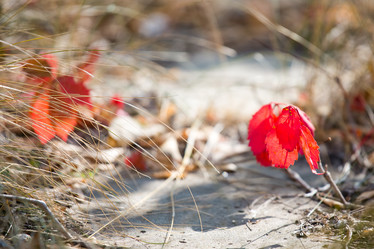 Similar image 11172700