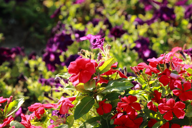 Similar image 11131636