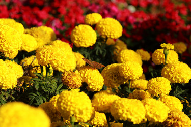 Similar image 11132619