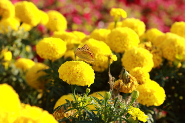 Similar image 11134312