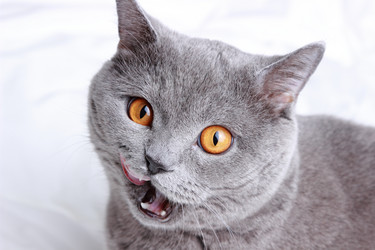 Similar image 11129310