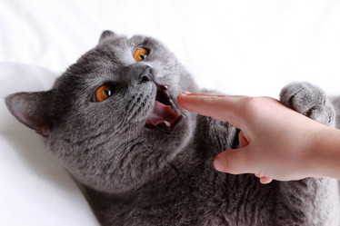 Similar image 11130779