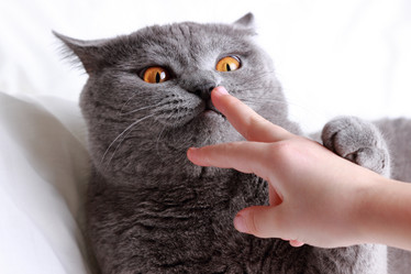 Similar image 11130786