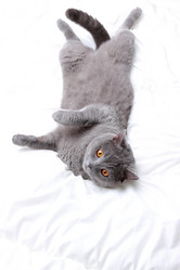 Similar image 11131652