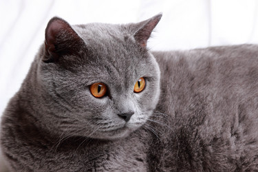 Similar image 11132346