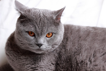 Similar image 11132634