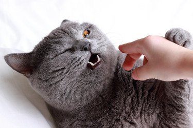 Similar image 11138599