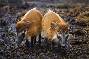 Similar image 10992958