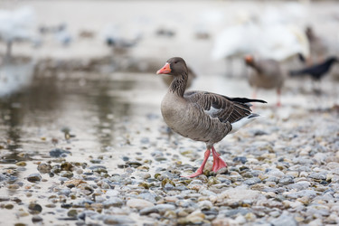 Similar image 10993026