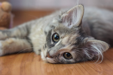 Similar image 11136339