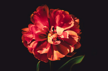 Similar image 11136340