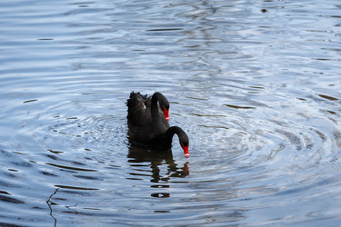 Similar image 10993036