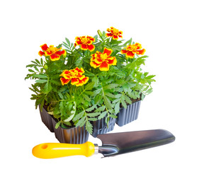 Similar image 10959282