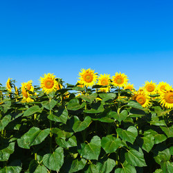 Similar image 10963515