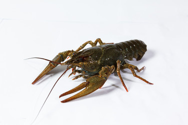 Similar image 10963474